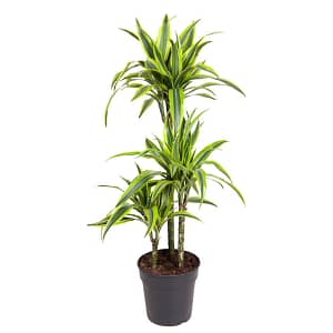 Dracaena Lemon Lime