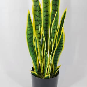 Sansevieria Plant
