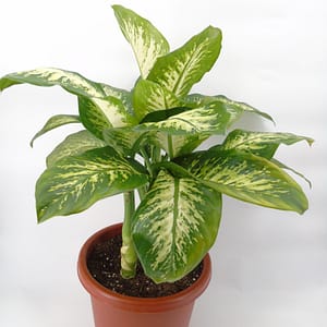 Dieffenbachia Tropic