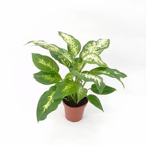Dieffenbachia camille
