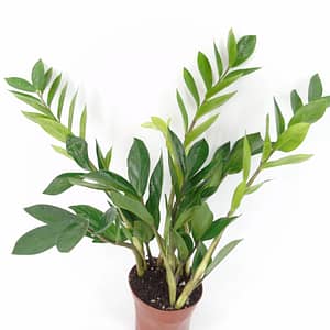 Zamioculcas zamiifolia