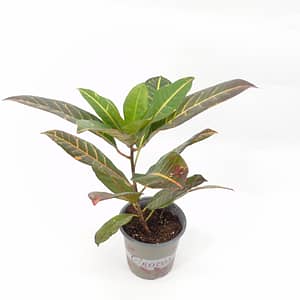 Croton plants