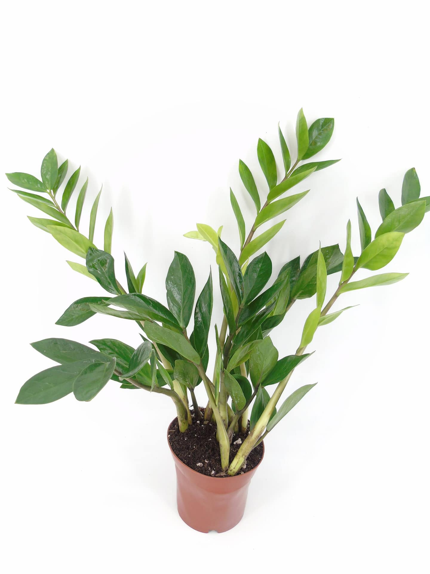Zamioculcas Zamiifolia Green Roots zamioculcas-zamiifolia-green-roots